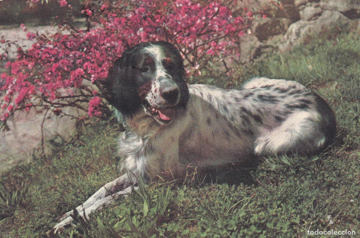 Postales: PERRO - Foto 1