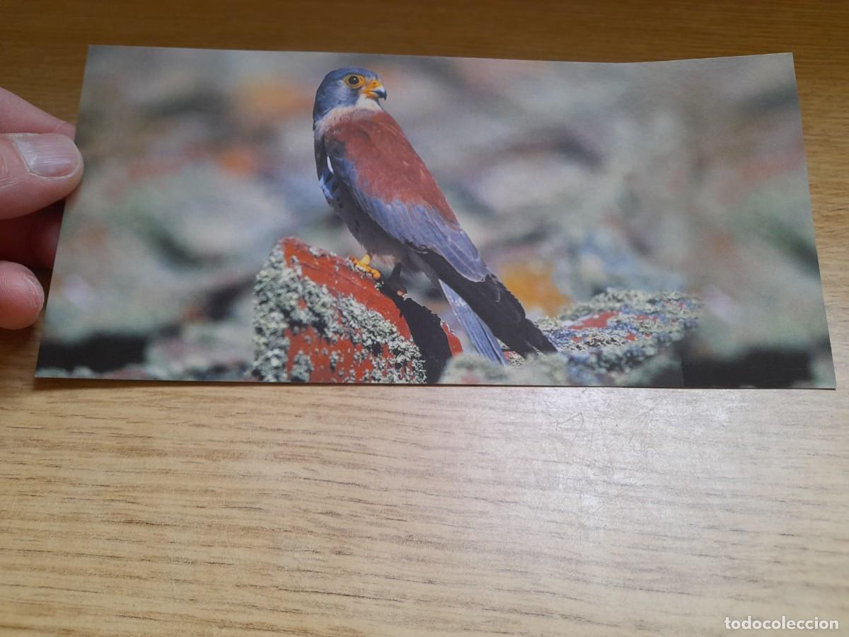 Postales: Cern&iacute;calo primilla - Foto 1