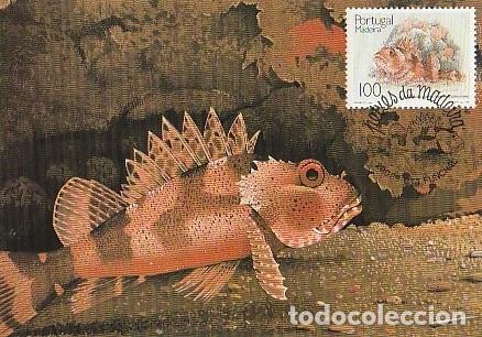 Postales: Portugal & Maxima, Pez de Madeira, Scorpaena scrofa, Funchal 1989 (69)