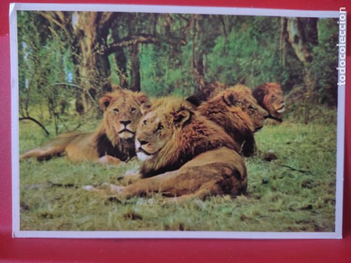 Postais: LEON SUD AFRICA ED ARTCO 741 SC