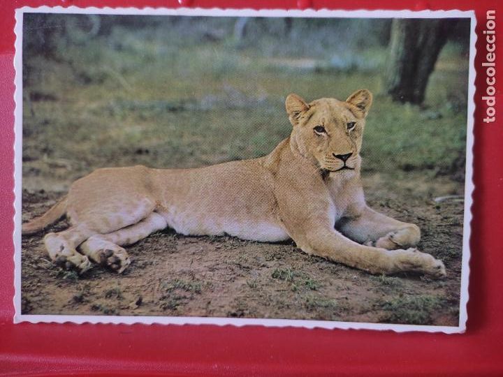 Postales: LEONA SUD AFRICA ED PROTEA COLOUR CIRCULADA 1972