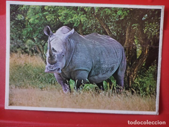 Postales: RINOCERONTE SUD AFRICA ED ARTCO CIRCULADA 1972