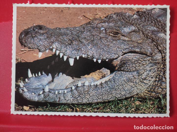 Postales: COCODRILO SUD AFRICA ED ARTHUR ENGLISH PRINTS SC