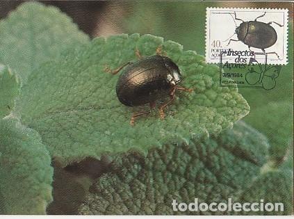 Postales: Portugal & Maxima, Insectos de las Azores, chrysomela banksi, Ponta Delgada 1984 (33)
