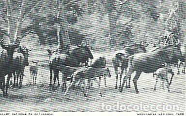 Postales: Mozambique **& Postale, Fauna, Gorongosa Parque Nacional (11990)