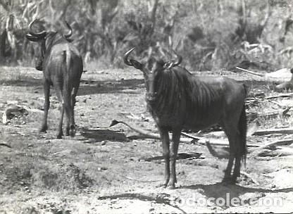 Postales: Mozambique ** & Postale, Parque Parque Gorongosa, Beira, Nu de Cola Negra, Connochaetes Taurinus (11