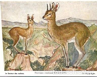 Postales: Belgica ** & Postal, Museo Real de Ciencias Naturales de B&eacute;lgica, Oreotragus oreotragus (13)