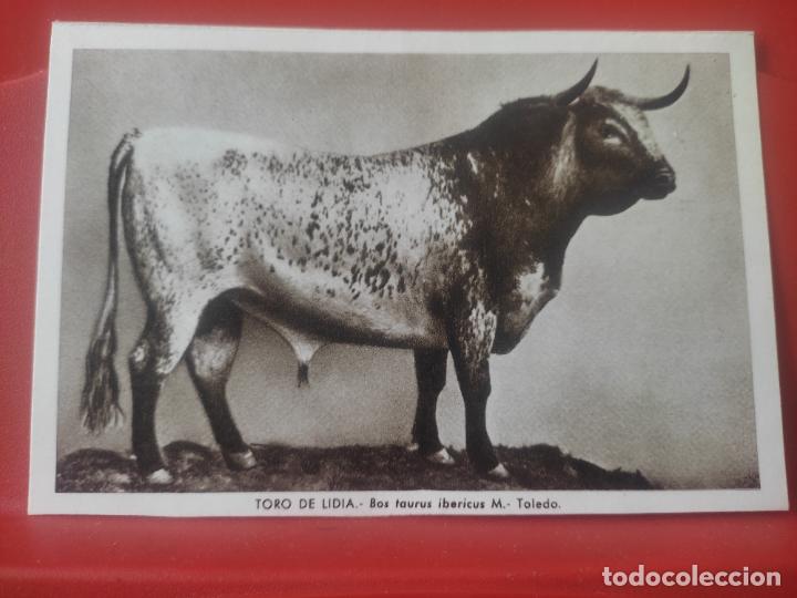 Postales: TORO LIDIA SIERRA GREDOS MUSEO NAL CIENCIAS NATURALES ED LUIS BENEDITO 1967