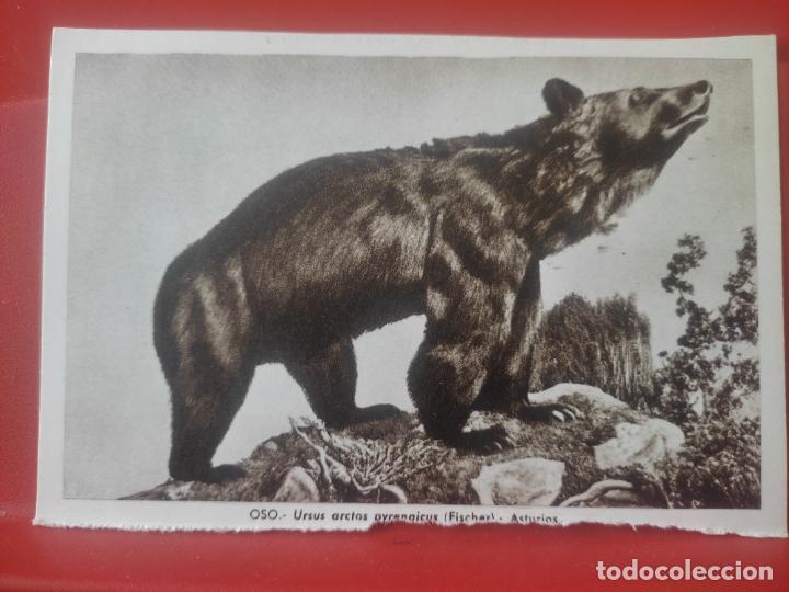 Postales: OSO SIERRA GREDOS MUSEO NAL CIENCIAS NATURALES ED LUIS BENEDITO 1967