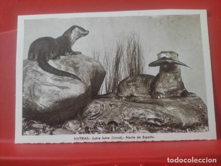 Postales: NUTRIAS NORTE ESPA&Ntilde;A MUSEO NAL CIENCIAS NATURALES ED LUIS BENEDITO 1967