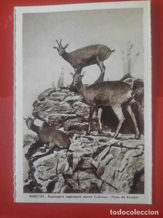 Postales: REBECOS PICOS EUROPA MUSEO NAL CIENCIAS NATURALES ED LUIS BENEDITO 1967
