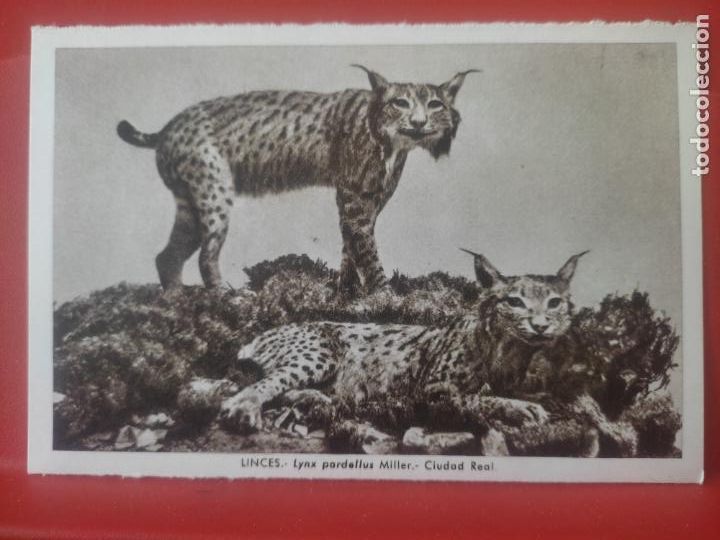 Postales: LINCES CIUDAD REAL MUSEO NAL CIENCIAS NATURALES ED LUIS BENEDITO 1967