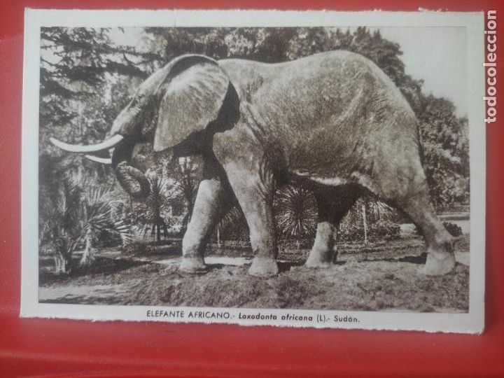 Postales: ELEFANTE AFRICANO SUDAN MUSEO NAL CIENCIAS NATURALES ED LUIS BENEDITO 1967