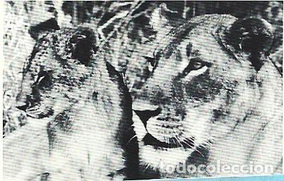 Postales: Mozambique ** & Postal, Parque Nacional Gorongosa, Leona y Peque&ntilde;o, Panthera leo (1199)