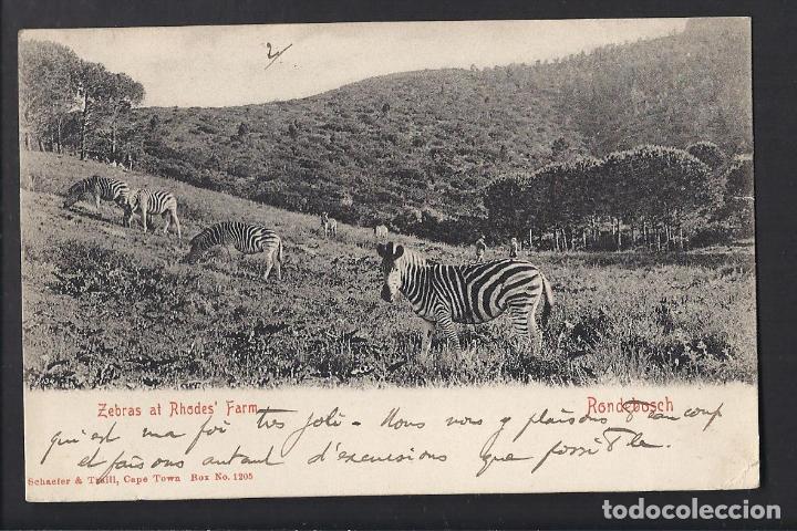 Postales: Antigua postal. Zebas at Rhodes Farm. Rondebosch. 1904