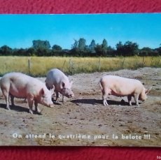 Postales: POSTAL CARTE POSTALE COCHINOS PUERCOS CERDOS, COCHONS PIGS ON ATTEND LE QUATRIÈME POUR LA BELOTE RTL. Lote 398616814