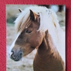Postales: POSTAL POST CARD CARTE POSTALE CABALLO HORSE CHEVAL CABALLOS HORSES LES CHEVAUX, CORNA GLAMO BÉLGIUM. Lote 398966004