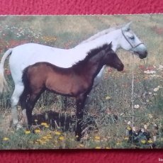 Postales: POSTAL POST CARD CARTE POSTALE CABALLO HORSE CHEVAL CABALLOS HORSES LES CHEVAUX SOCIEDAD PROTECTORA. Lote 399046669