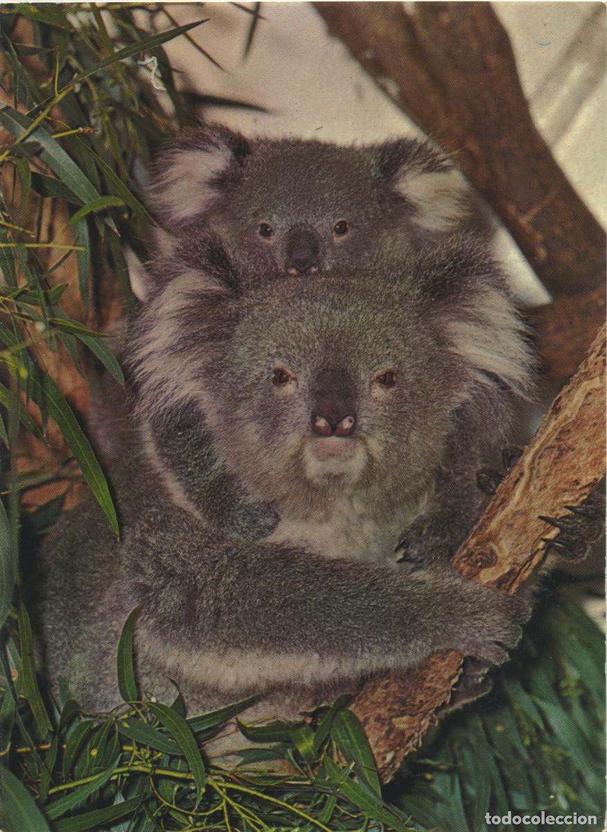 Postales: N&ordm; 8P0108-KOALA WITH BABY. Sin circular. ED. NATIONAL VIEW by MURFETT PUBLISHERS