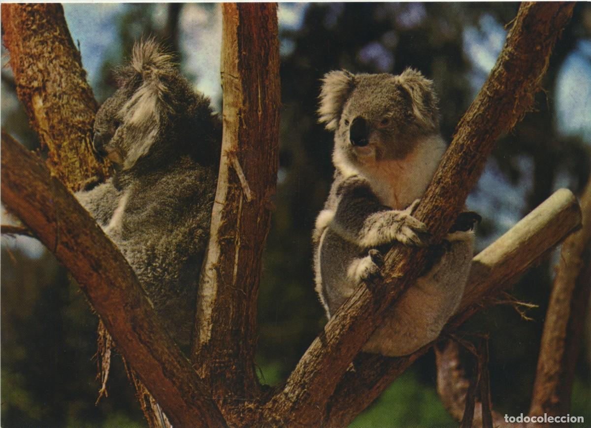 Postales: N&ordm; 8P0016-7-KOALAS. Sin circular. ED. NATIONAL VIEW BY MURFETT PUBLISHERS