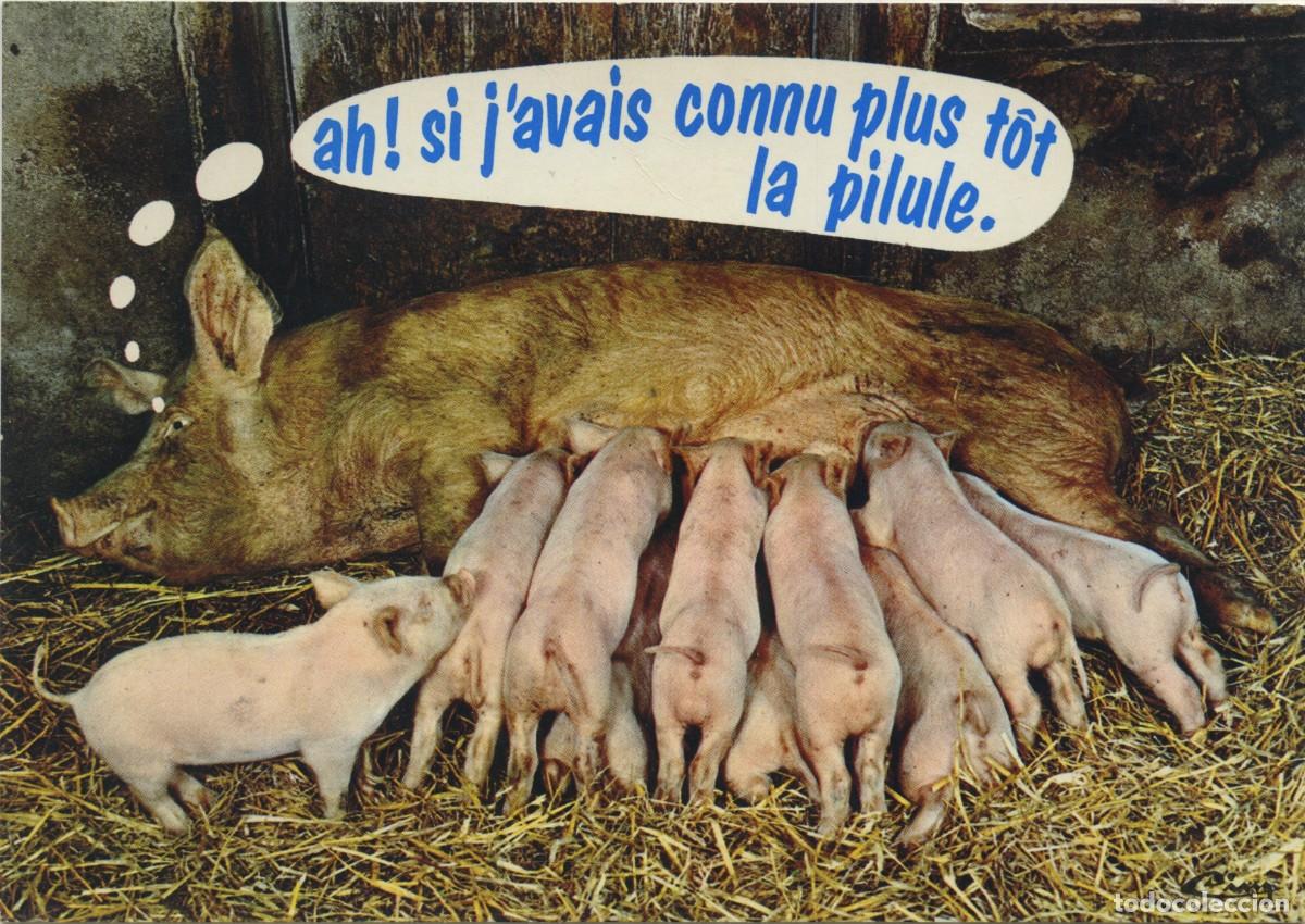 Postales: AN. 75-ANIMAUX HUMORISTIQUES. Une Belle M&egrave;re. Sin circular. ED. CINCILOR