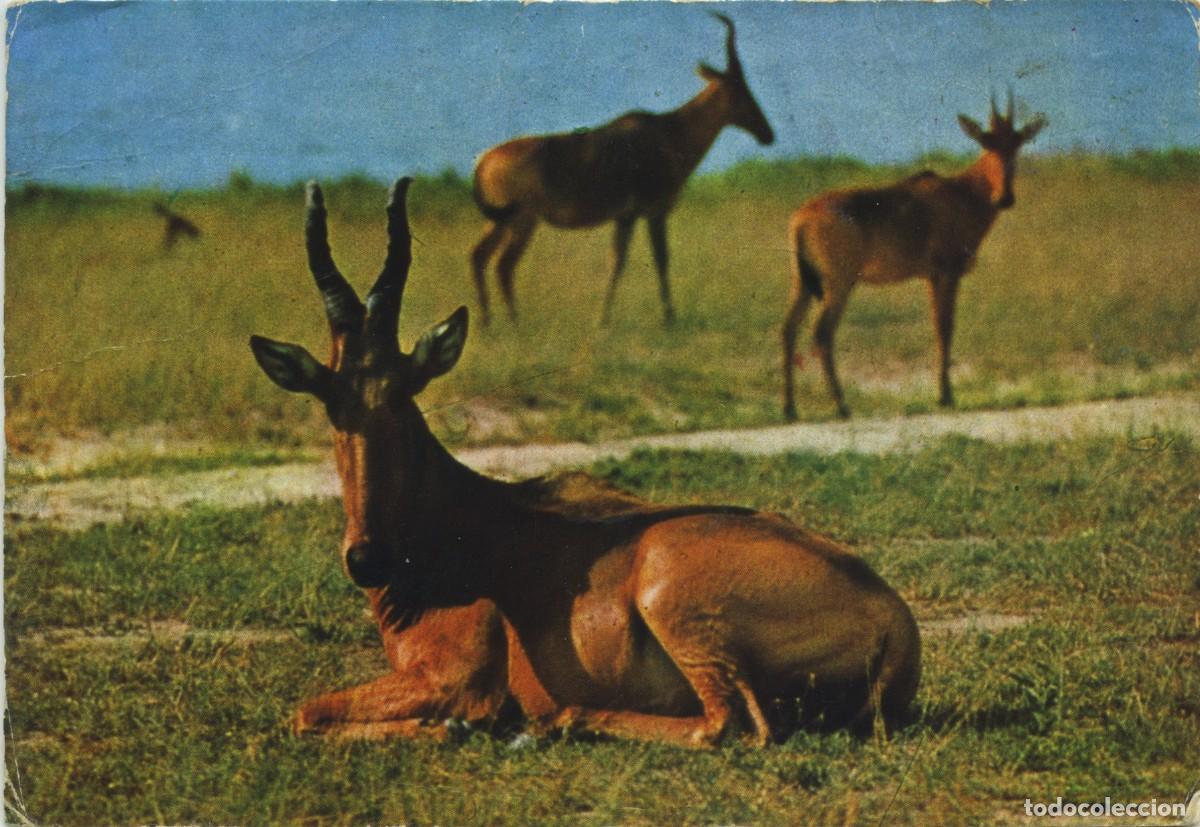 Postales: AFRICA. Ant&iacute;lopes. Malawi. 1967. EDICIONES EDACAF