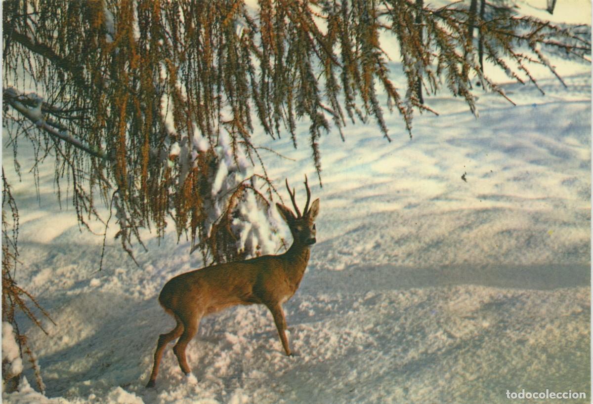 Postales: N&ordm; 500/30-PAISAJE CON CIERVO. Sin circular. ED. FUQ