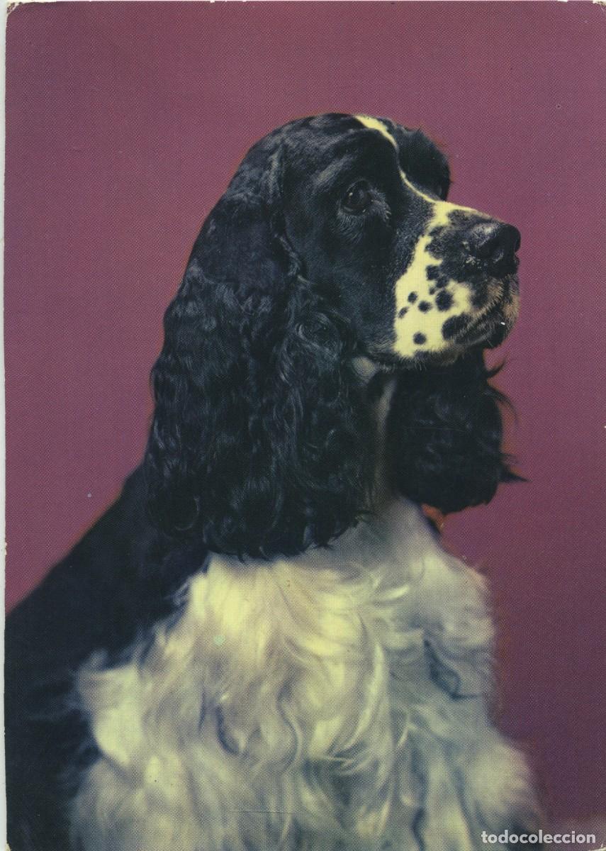 Postales: N&ordm; R.117-PERRO POSANDO. Sin circular. ED. ROTALCOLOR