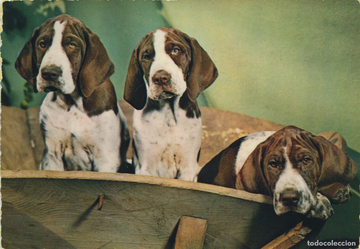 Postales: N&ordm; 324-CACHORROS POSANDO. Sin circular. ED. CECAMI