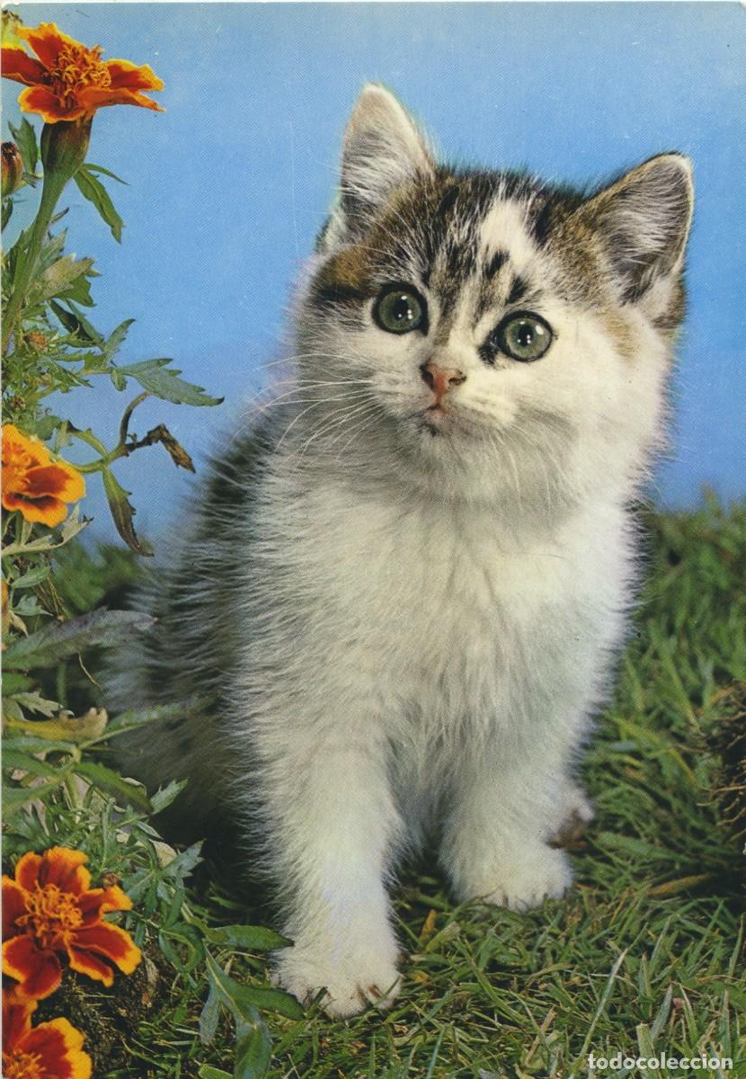 Postales: N&ordm; 6974-GATITO POSANDO. Sin circular. ED. C.y.Z.