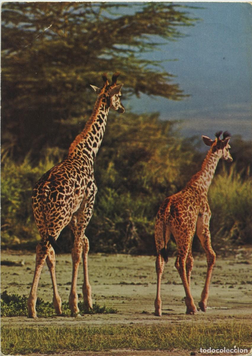 Postales: N&ordm; 49-H3529-PAISAJE CON JIRAFAS. Circulada en 1976. ED. HORN