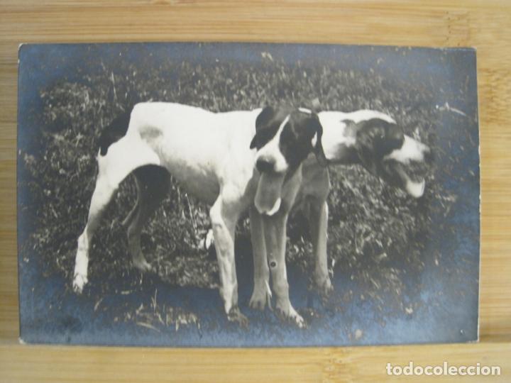 Postais: PERROS-FOTOGRAFICA-POSTAL ANTIGUA-(101.744)