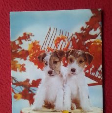 Postales: POSTAL POST CARD PERROS DOGS CHIENS HUNDE PERRO DOG CANE CHIEN HUND CARTOLINA VER FOTO.., POSTKARTE.. Lote 400752179