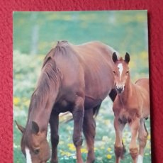 Postales: POSTAL POST CARD CARTE POSTALE CABALLO HORSE CHEVAL CABALLOS HORSES LES CHEVAUX POTRO POTRILLO...VER. Lote 400803099