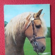 Postales: POSTAL POST CARD CARTE POSTALE CABALLO HORSE CHEVAL CABALLOS HORSES LES CHEVAUX CRIN..CARTOLINA..VER. Lote 400803454