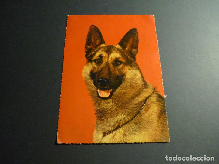 Postales: PERRO PASTOR ALEMAN POSTAL - Foto 1