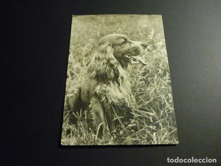 Postales: PERRO POSTAL - Foto 1