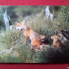 Postales: POSTAL POST CARD CARTE POSTALE ZORRO FOX VULPES VULPES FÜCHSE RENARDS ZORROS FOXES VOLPI RENARD..VER. Lote 401035114