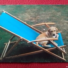 Postales: POSTAL POST CARD CARTE POSTALE PERROS DOGS CHIENS HUNDE PERRO DOG CANE CHIEN HUND EN HAMACA HAMMOCK. Lote 401070009