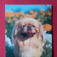Postales: POSTAL CARTE POSTALE POSTCARD PERROS DOGS CHIENS HUNDE PERRO DOG CANE CHIEN HUND CARTOLINA POSTKARTE. Lote 401235464