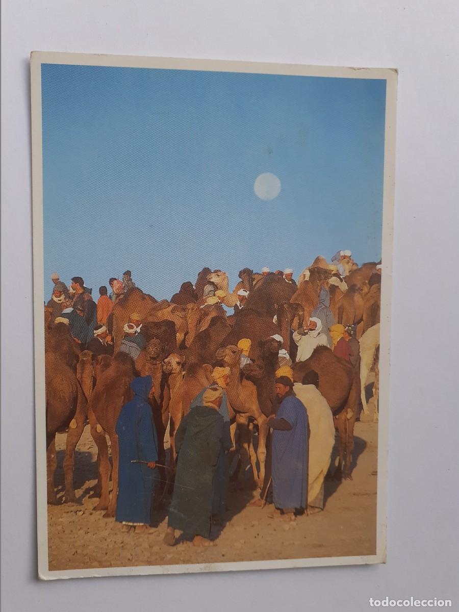 Postales: POSTAL - CAMELLOS - EDITIONS DU TRIANGLE - S/C - Foto 1