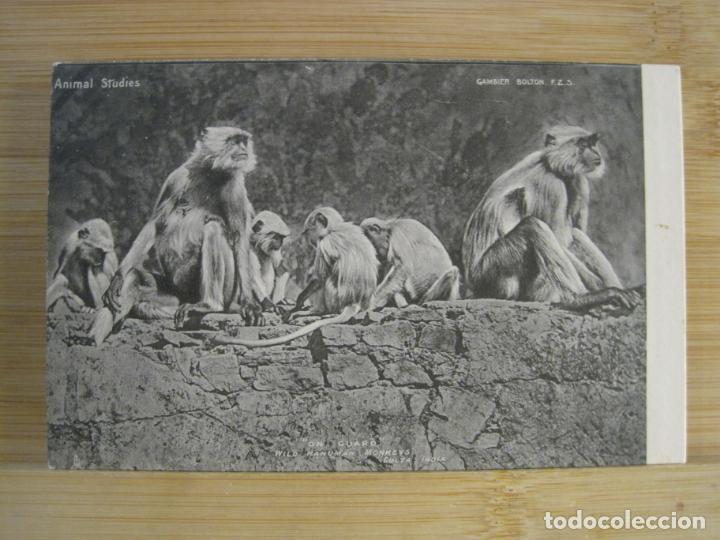 Postales: MONOS-POSTAL ANTIGUA-(102.138)