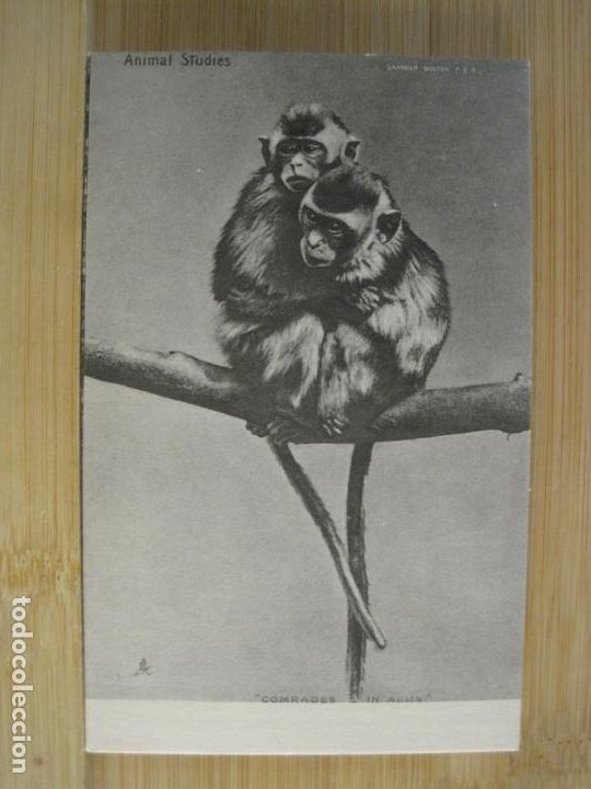 Postales: MONOS-POSTAL ANTIGUA-(102.140)