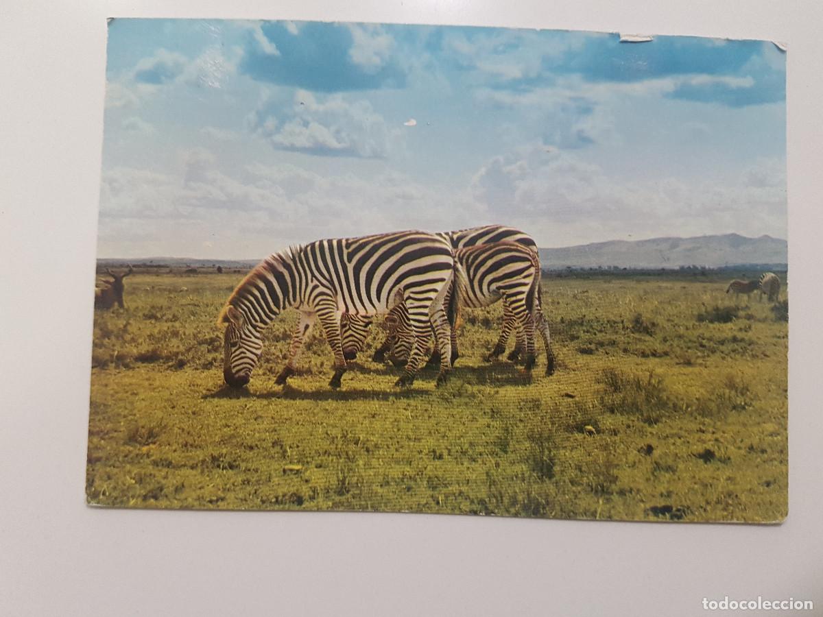 Postales: POSTAL CEBRA ZEBRA E. A. WILD LIFE. CIRCULADA KENYA - Foto 1