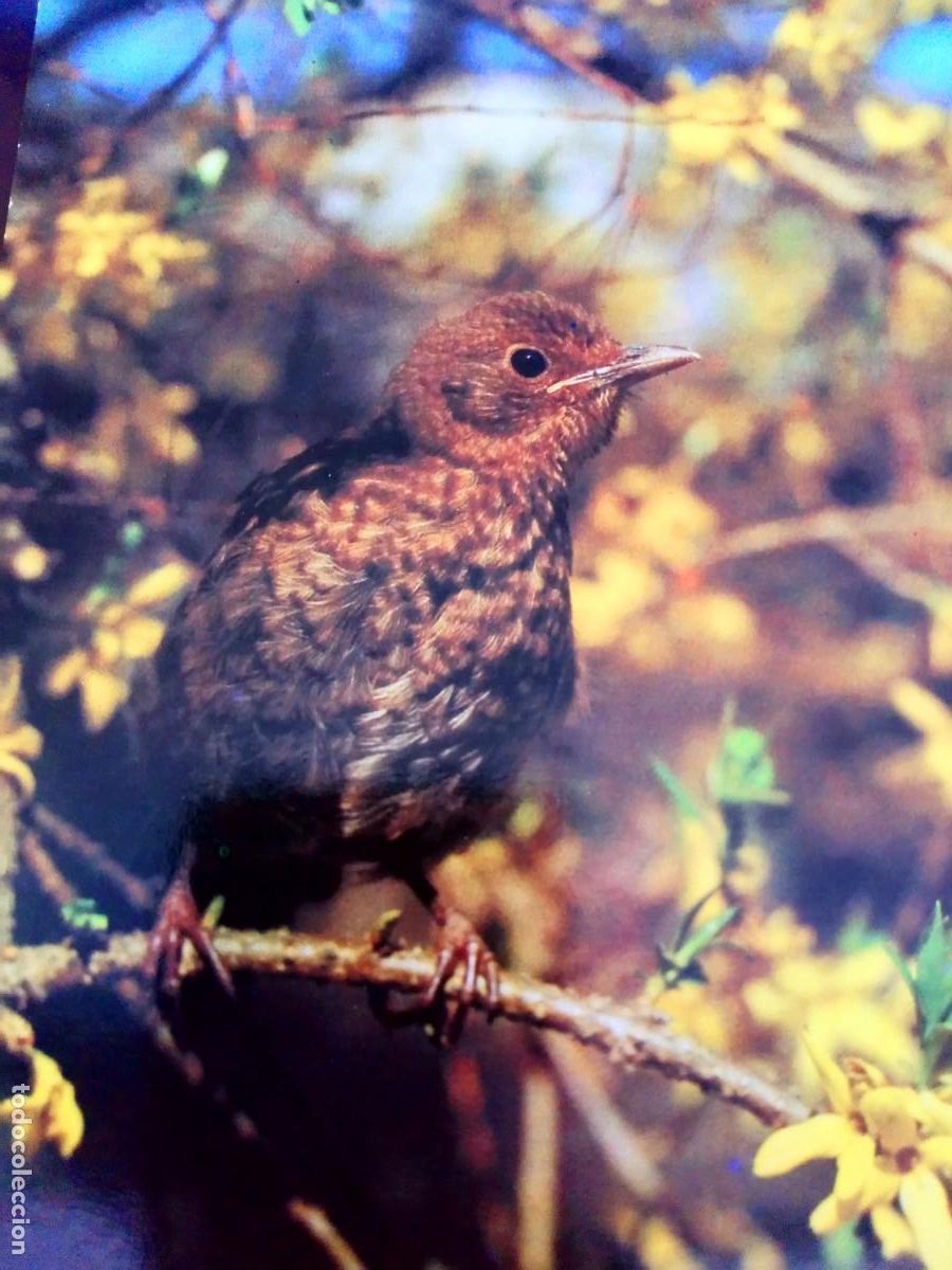 Postales: POSTAL FAUNA, P&Aacute;JAROS