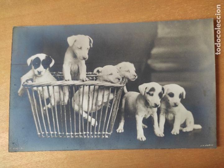 Postales: PERROS 1920 APRX BN ED ROTARY PHOTO SC DORSO POSTAL ORIGINAL CACHORROS