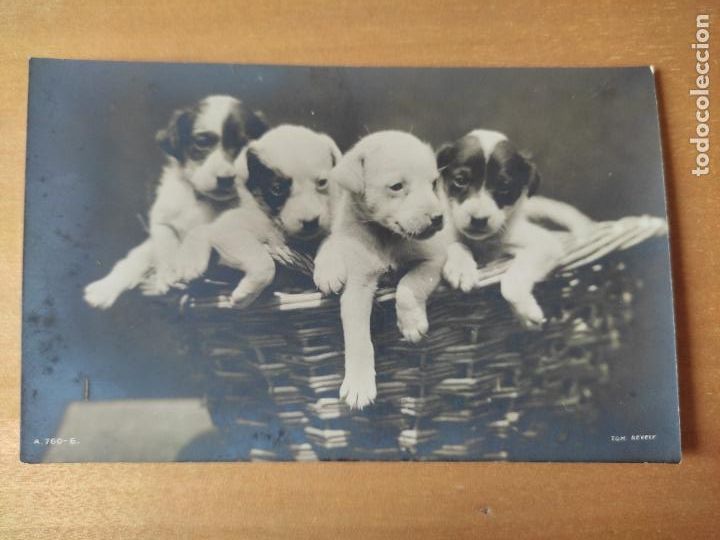 Postales: PERROS 1920 APRX BN ED ROTARY PHOTO SC DORSO POSTAL ORIGINAL CACHORROS CESTA