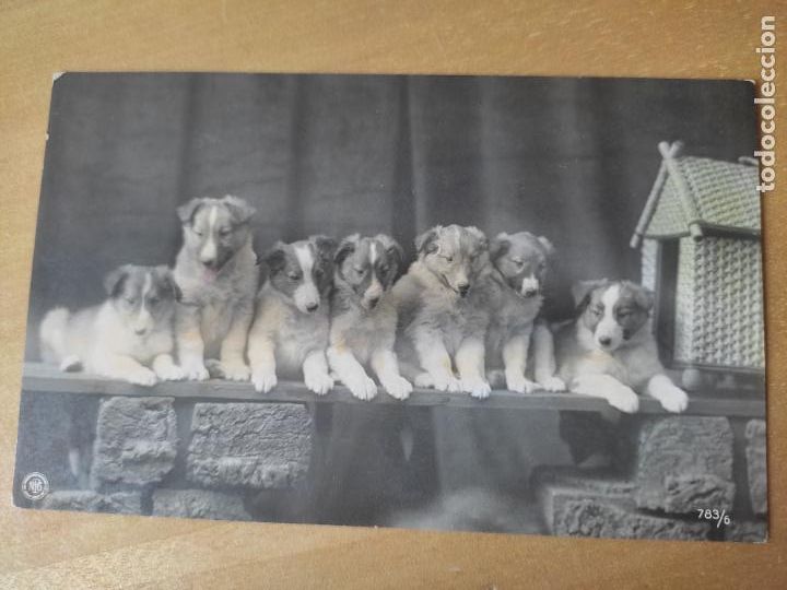 Postales: PERROS 1920 APRX BN SC DORSO POSTAL ORIGINAL CACHORROS CASETA