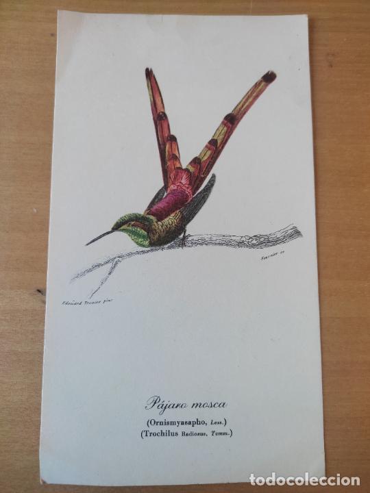 Postales: PAJARO MOSCA ILUT FOURNIER SC TARJETA 18,3 X 10,4 CM