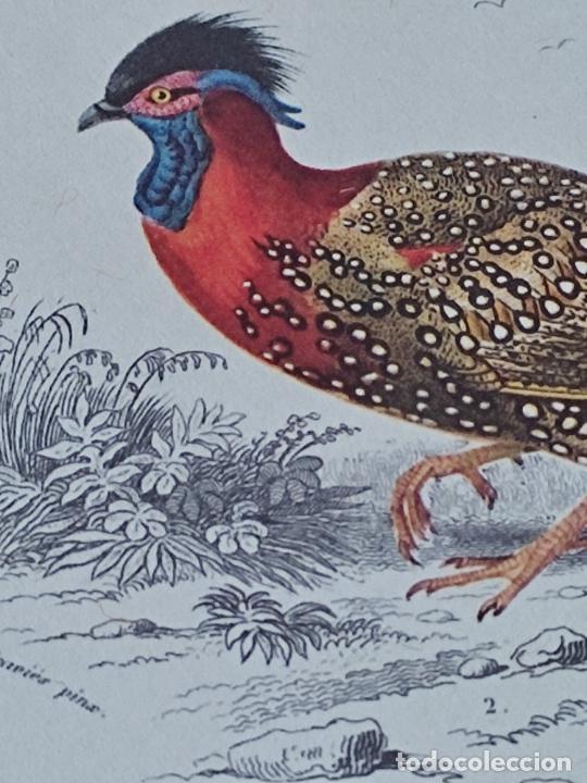 Postales: TRAGOPAN HASTINGS ILUT FOURNIER SC TARJETA 18,3 X 10,4 CM